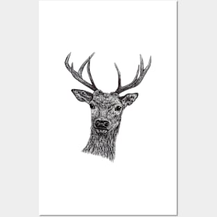 animal deer face in black and white Posters and Art